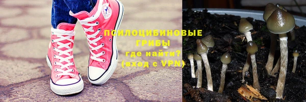 хмурый Белокуриха
